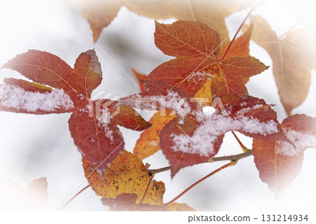 紅葉和雪（蒜山高原） 131214934