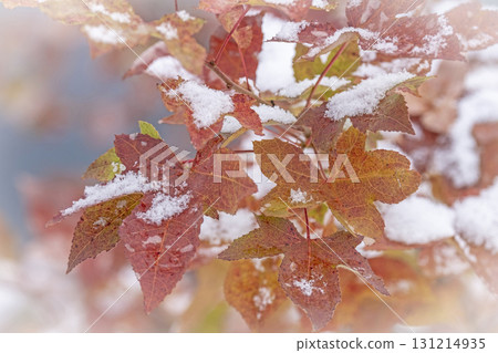 紅葉和雪（蒜山高原） 131214935