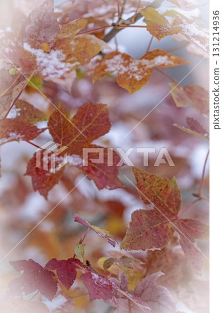Autumn leaves and snow (Hiruzen Plateau) 131214936