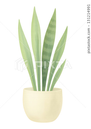 Sansevieria potted plant watercolor illustration PNG transparent background 131214991