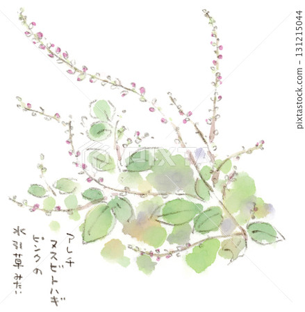 秋季植物—桑伯格紫花苜蓿的水彩插圖 131215044