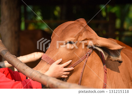 A farmer's hand lovingly touches the head of a red cow A farmer's hand lovingly touches the head of a red cow 131215118