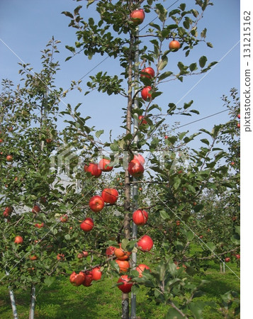 蘋果樹(青森縣津輕市) 蘋果樹(青森縣津輕市) 131215162