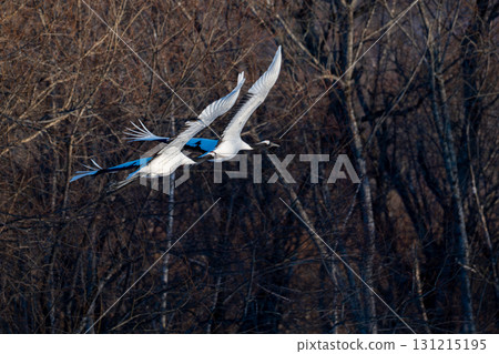 飛翔的丹頂鶴 鶴居村的冬日風景 131215195
