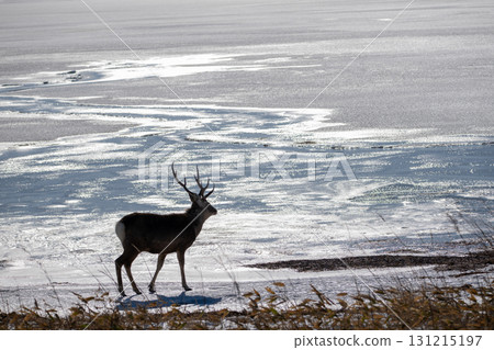Ezo deer standing on the frozen lakeside of Notsuke Peninsula in winter Ezo deer standing on the frozen lakeside of Notsuke Peninsula in winter 131215197