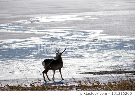 冬天，站在野付半島冰凍湖畔的蝦夷鹿 131215200
