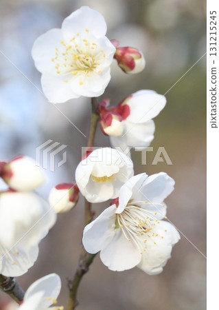 white plum blossom white plum blossom 131215245