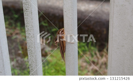 A white-striped sparrow clinging to a gate A white-striped sparrow clinging to a gate 131215426