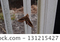 A white-striped sparrow clinging to a gate 131215427