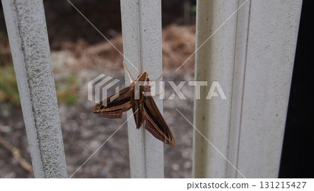 A white-striped sparrow clinging to a gate A white-striped sparrow clinging to a gate 131215427