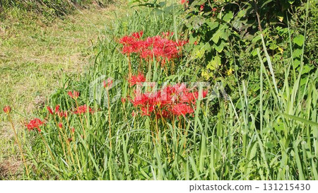 A cluster amaryllis that blooms in Nobe A cluster amaryllis that blooms in Nobe 131215430