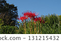 A cluster amaryllis that blooms in Nobe 131215432