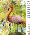 Single pink flamingo standing in calm water with reflection 131215496