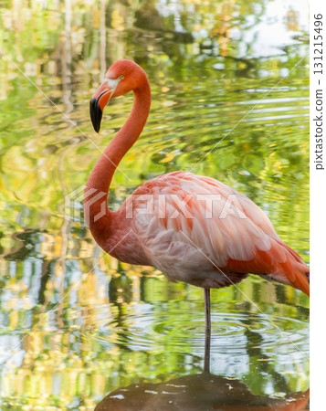 Single pink flamingo standing in calm water with reflection 131215496