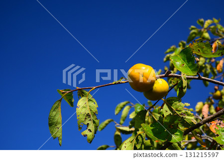 Persimmon tree Persimmon tree 131215597