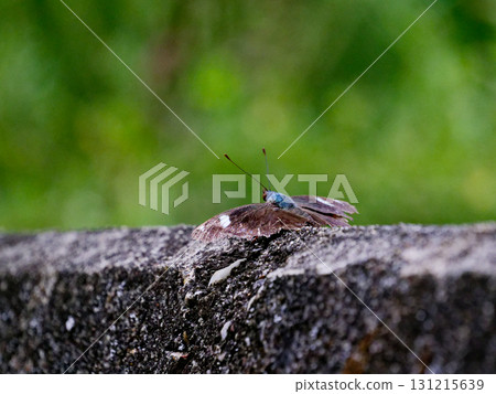 Adult hibernating butterfly, Nymphalidae, Blue Nymphalidae Adult hibernating butterfly, Nymphalidae, Blue Nymphalidae 131215639