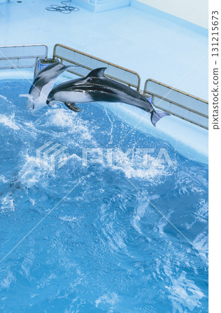 Hakkeijima Sea Paradise: Dolphins jumping and playing in the pool Hakkeijima Sea Paradise: Dolphins jumping and playing in the pool 131215673