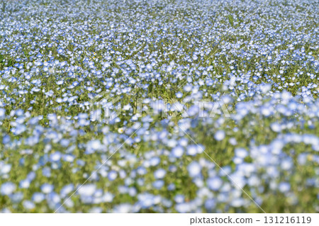 Blue nemophila flower field ⑥ Blue nemophila flower field ⑥ 131216119