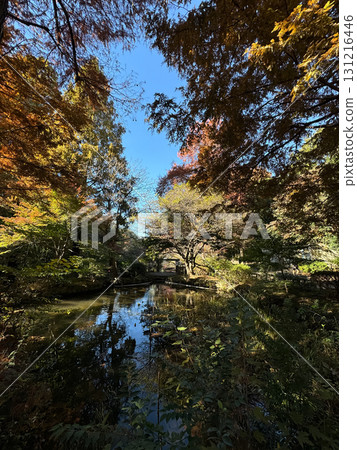 井之頭公園紅葉2024 131216446