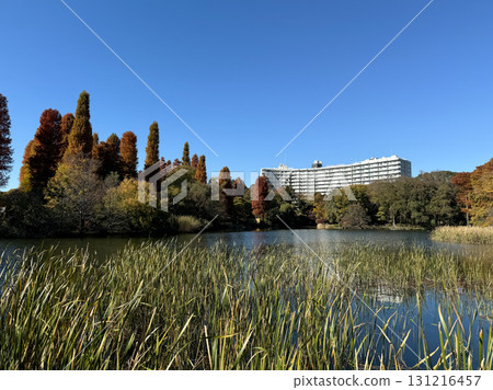 井之頭公園紅葉2024 131216457