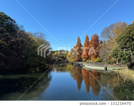 井之頭公園紅葉2024 131216470
