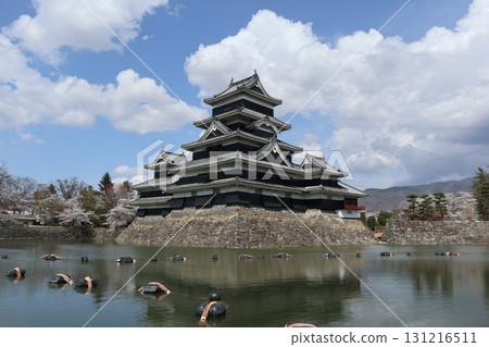 城堡與櫻花：信州松本城的春天風景 131216511