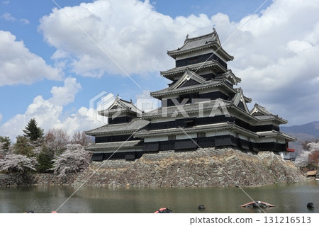 Castle and cherry blossoms: Spring scenery of Matsumoto Castle in Shinshu Castle and cherry blossoms: Spring scenery of Matsumoto Castle in Shinshu 131216513