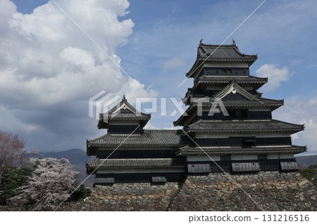 城堡與櫻花:信州松本城的春天風景 城堡與櫻花:信州松本城的春天風景 131216516