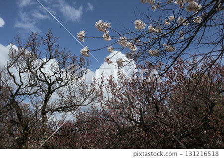 Castle and cherry blossoms: Spring scenery of Matsumoto Castle in Shinshu 131216518