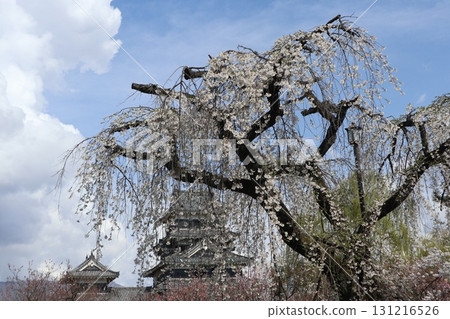 Castle and cherry blossoms: Spring scenery of Matsumoto Castle in Shinshu 131216526