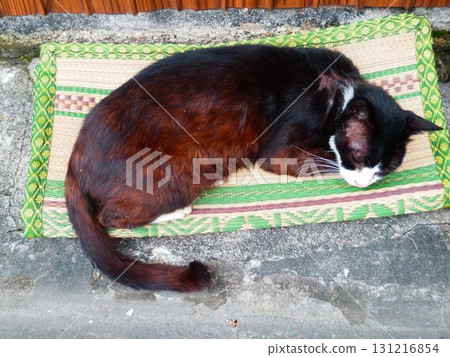 景觀與一隻貓 131216854