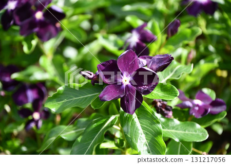馬達加斯加長春花 Catharanthus roseus 馬達加斯加長春花 Catharanthus roseus 131217056