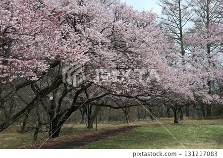 Castle and cherry blossoms: Spring scenery at Shinshu Takato Castle Ruins Park Castle and cherry blossoms: Spring scenery at Shinshu Takato Castle Ruins Park 131217083