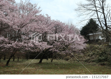 Castle and cherry blossoms: Spring scenery at Shinshu Takato Castle Ruins Park Castle and cherry blossoms: Spring scenery at Shinshu Takato Castle Ruins Park 131217087