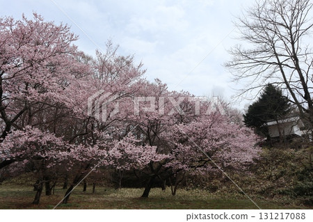 Castle and cherry blossoms: Spring scenery at Shinshu Takato Castle Ruins Park Castle and cherry blossoms: Spring scenery at Shinshu Takato Castle Ruins Park 131217088