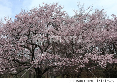 Castle and cherry blossoms: Spring scenery at Shinshu Takato Castle Ruins Park 131217089