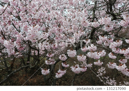 Castle and cherry blossoms: Spring scenery at Shinshu Takato Castle Ruins Park 131217090
