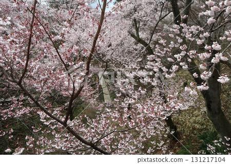 Castle and cherry blossoms: Spring scenery at Shinshu Takato Castle Ruins Park Castle and cherry blossoms: Spring scenery at Shinshu Takato Castle Ruins Park 131217104