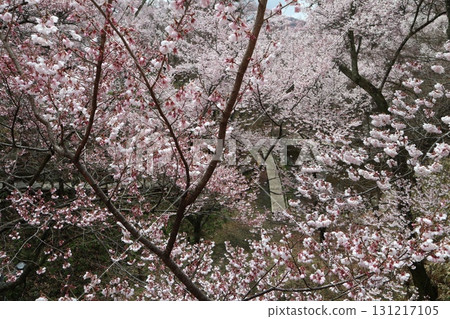 Castle and cherry blossoms: Spring scenery at Shinshu Takato Castle Ruins Park 131217105