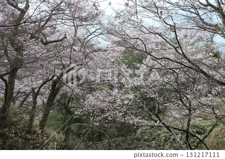 Castle and cherry blossoms: Spring scenery at Shinshu Takato Castle Ruins Park 131217111