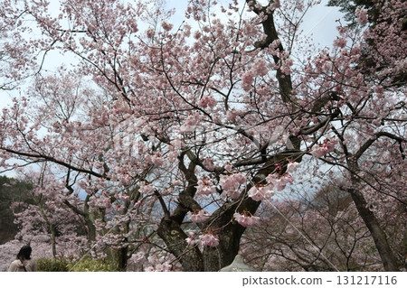 城堡與櫻花:信州高遠城跡公園的春天景色 城堡與櫻花:信州高遠城跡公園的春天景色 131217116