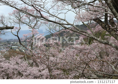 城堡與櫻花:信州高遠城跡公園的春天景色 城堡與櫻花:信州高遠城跡公園的春天景色 131217117