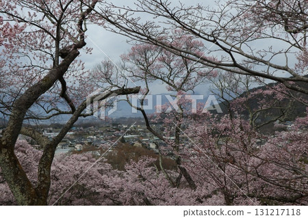Castle and cherry blossoms: Spring scenery at Shinshu Takato Castle Ruins Park 131217118