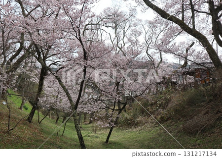 Castle and cherry blossoms: Spring scenery at Shinshu Takato Castle Ruins Park Castle and cherry blossoms: Spring scenery at Shinshu Takato Castle Ruins Park 131217134