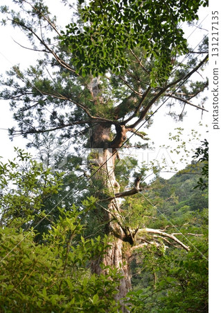 World Heritage Site Yakushima: The natural beauty of the trekking course World Heritage Site Yakushima: The natural beauty of the trekking course 131217135