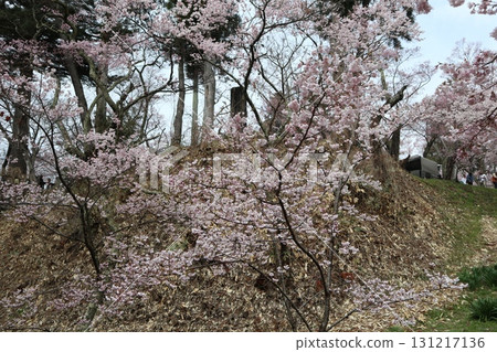 Castle and cherry blossoms: Spring scenery at Shinshu Takato Castle Ruins Park 131217136