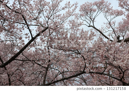 城堡與櫻花:信州高遠城跡公園的春天景色 城堡與櫻花:信州高遠城跡公園的春天景色 131217158