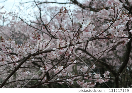 城堡與櫻花:信州高遠城跡公園的春天景色 城堡與櫻花:信州高遠城跡公園的春天景色 131217159
