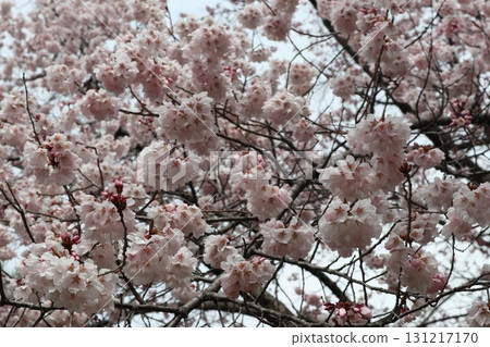 Castle and cherry blossoms: Spring scenery at Shinshu Takato Castle Ruins Park 131217170