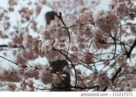 Castle and cherry blossoms: Spring scenery at Shinshu Takato Castle Ruins Park Castle and cherry blossoms: Spring scenery at Shinshu Takato Castle Ruins Park 131217171
